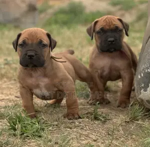 Photo - 1-3 months Male Purebred Boerboel