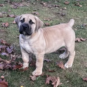 Photo - 1-3 months Male Purebred Boerboel