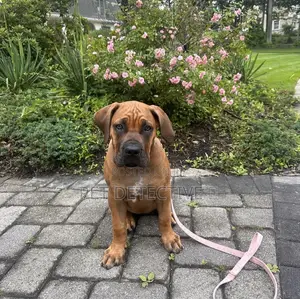 Photo - 1-3 months Male Purebred Boerboel