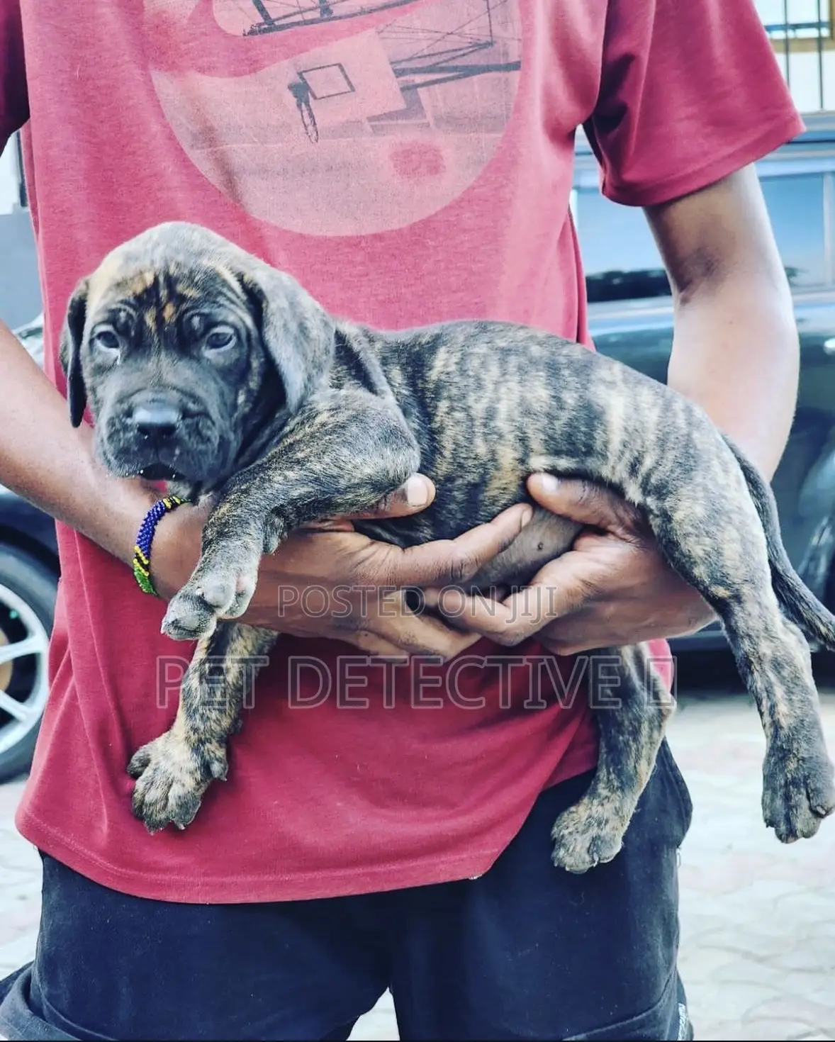 1-3 months Male Purebred Boerboel