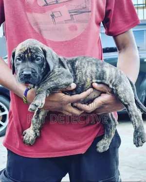 Photo - 1-3 months Male Purebred Boerboel