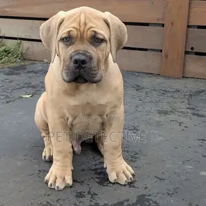 1-3 months Male Purebred Boerboel