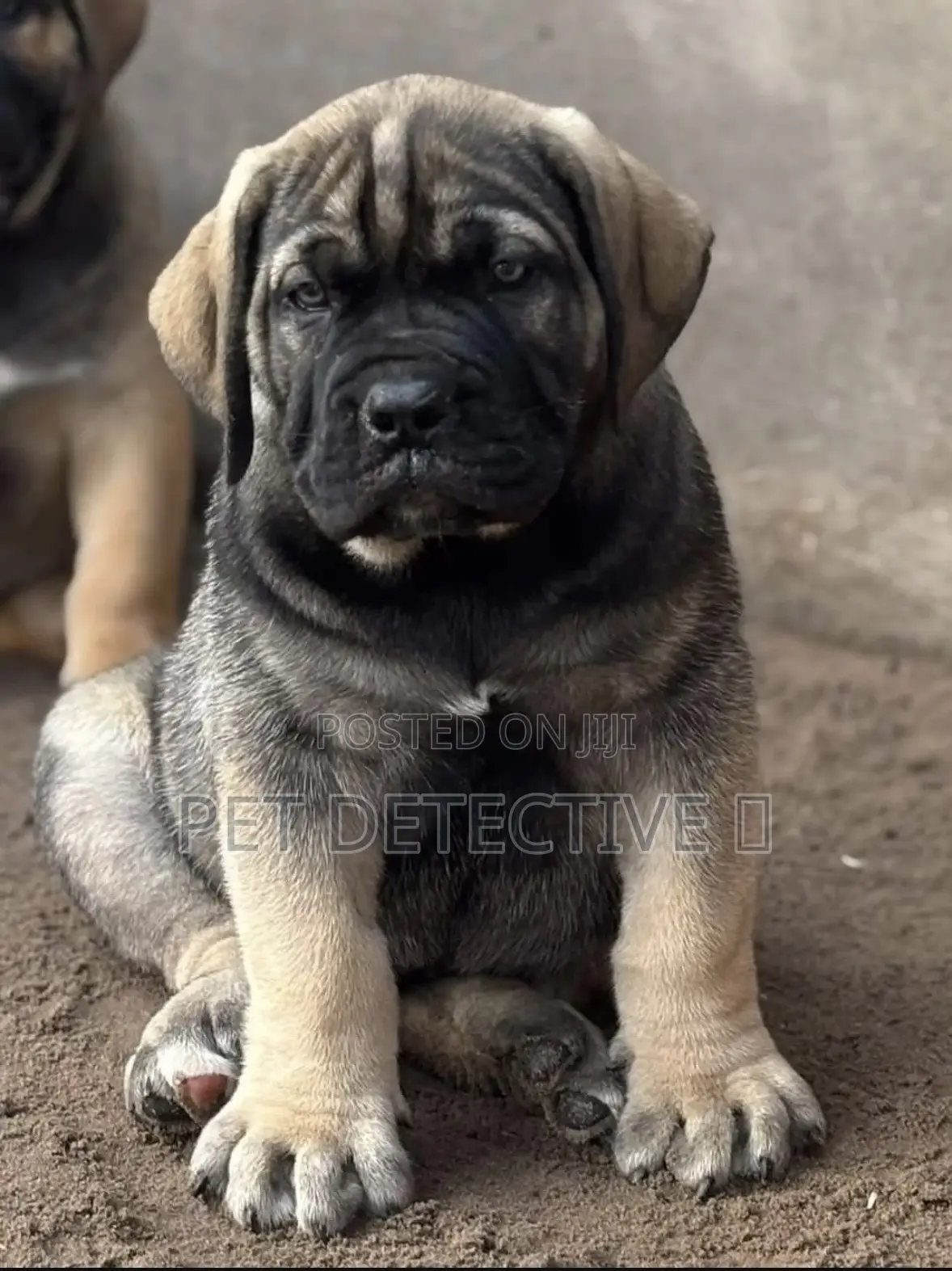 1-3 months Male Purebred Boerboel