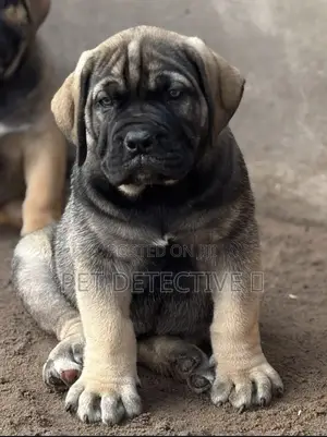 Photo - 1-3 months Male Purebred Boerboel