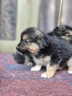 Photo - 1-3 months Male Purebred Maltese