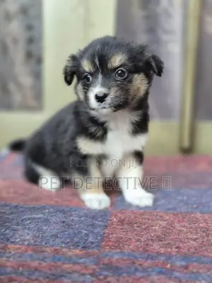 Photo - 1-3 months Male Purebred Maltese