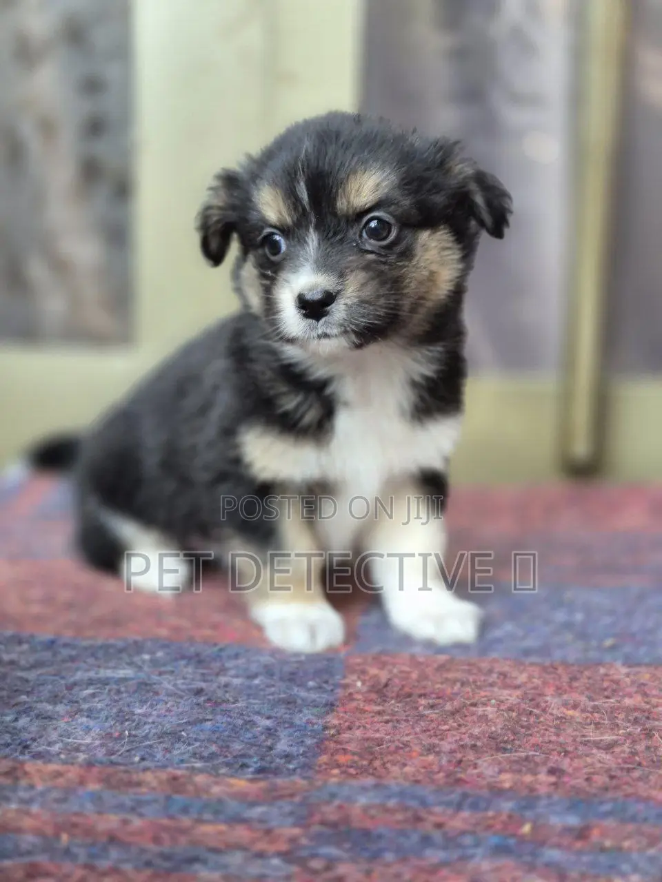 1-3 months Male Purebred Maltese