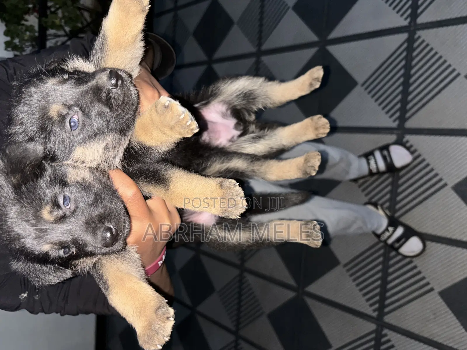 1-3 months Male Purebred German Shepherd