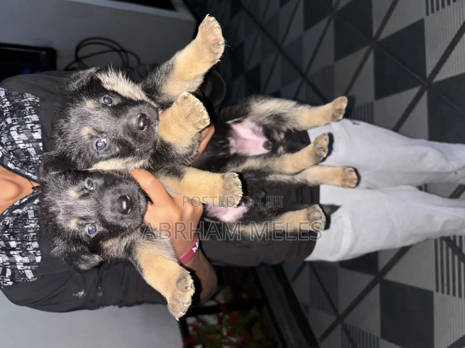 1-3 months Male Purebred German Shepherd