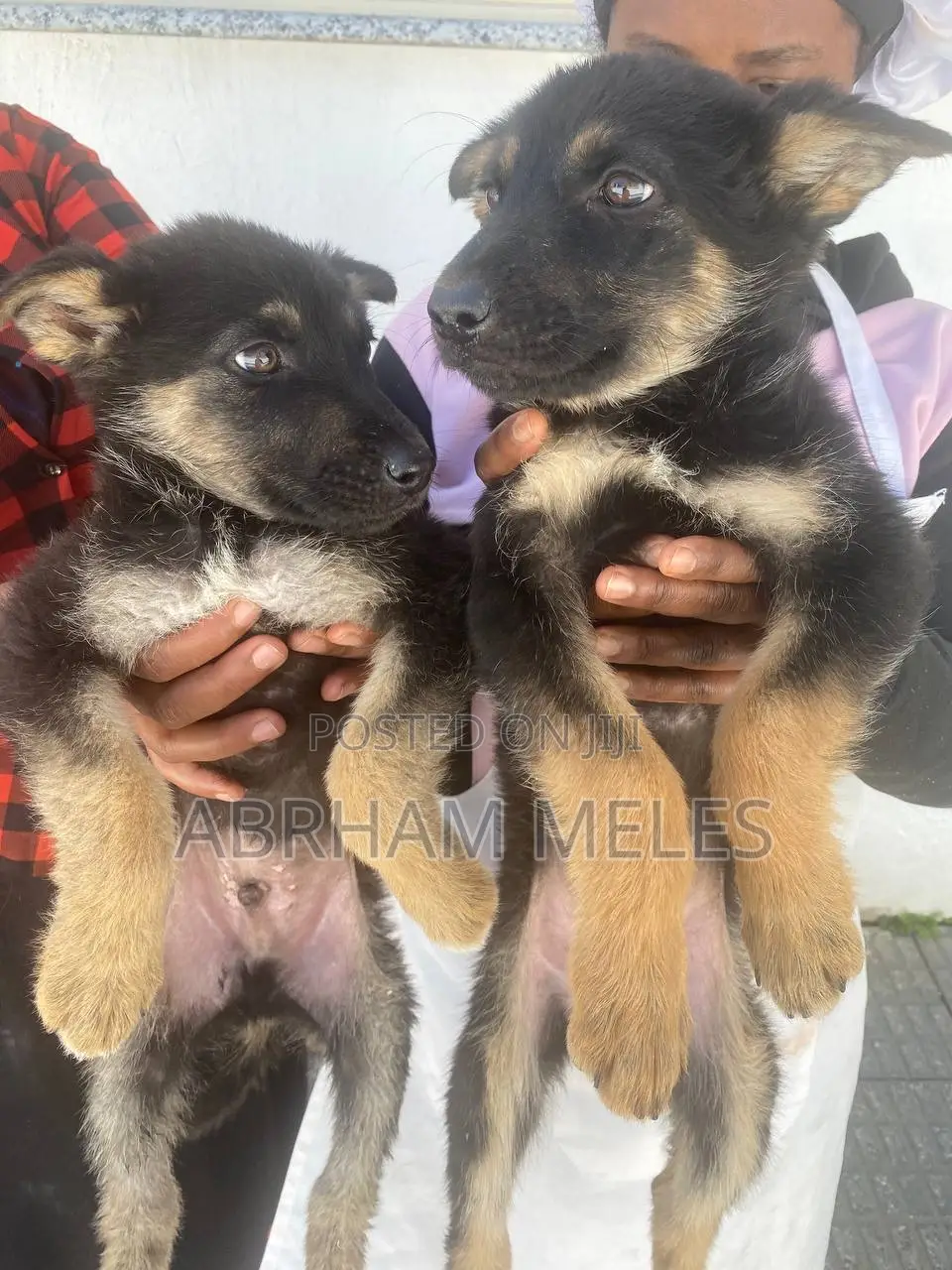 1-3 months Male Purebred German Shepherd