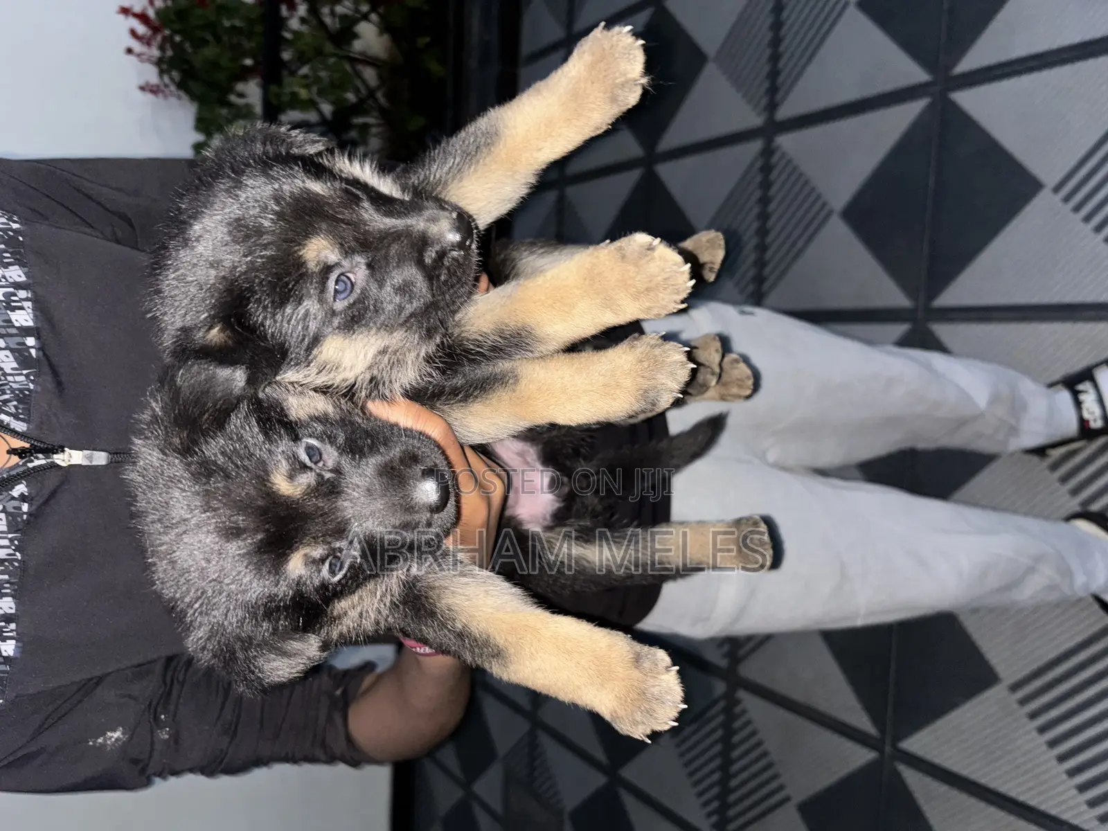 1-3 months Male Purebred German Shepherd
