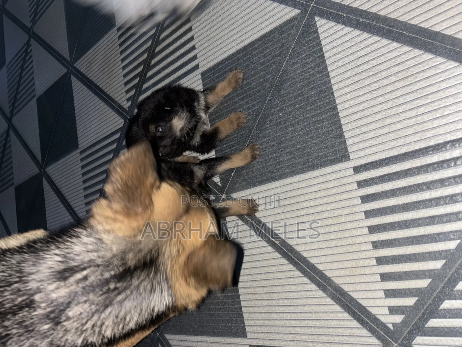 1-3 months Male Purebred German Shepherd