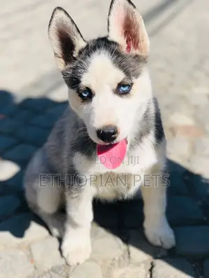 Photo - 1-3 months Male Purebred Siberian Husky