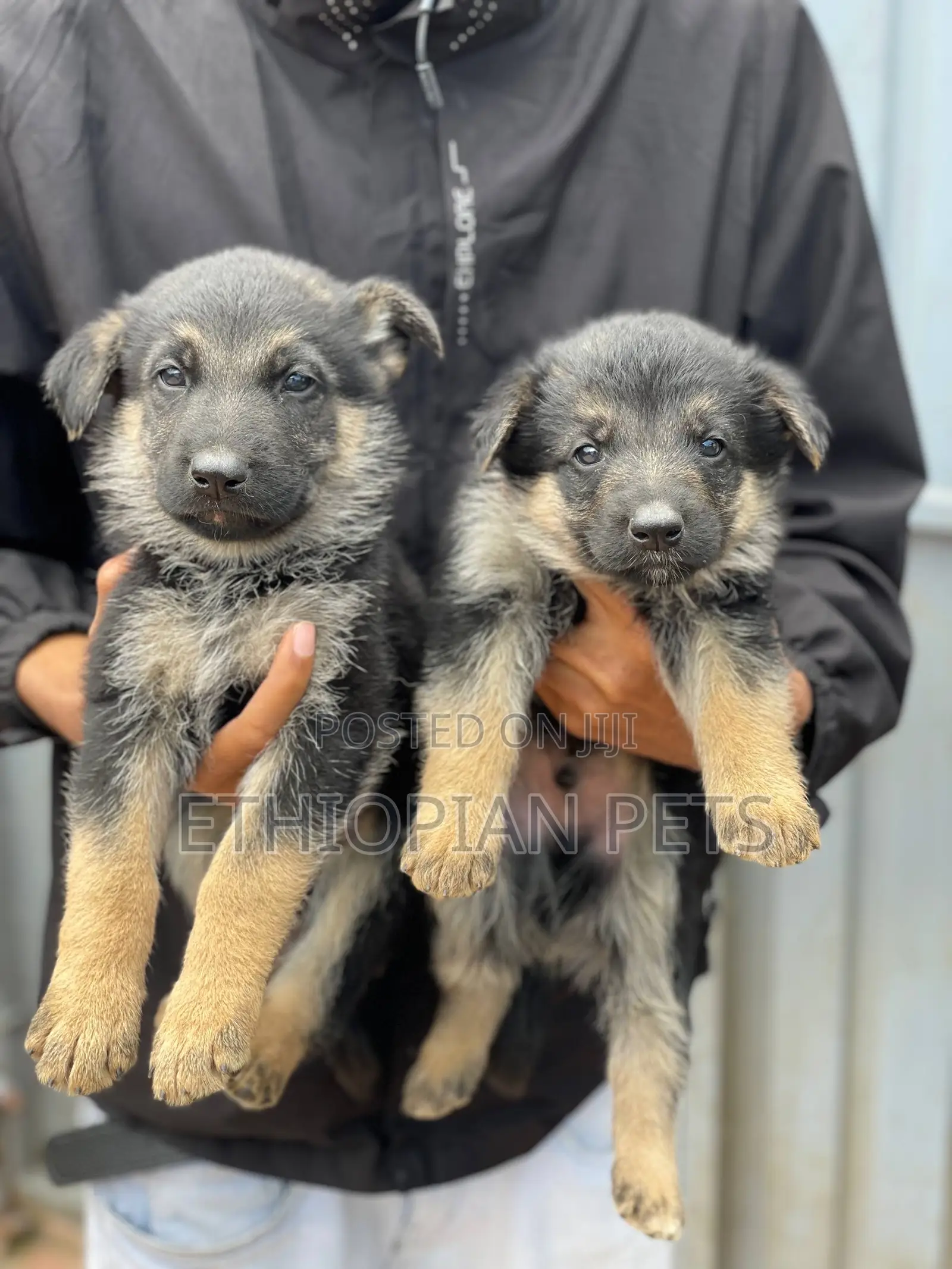 1-3 months Male Purebred German Shepherd