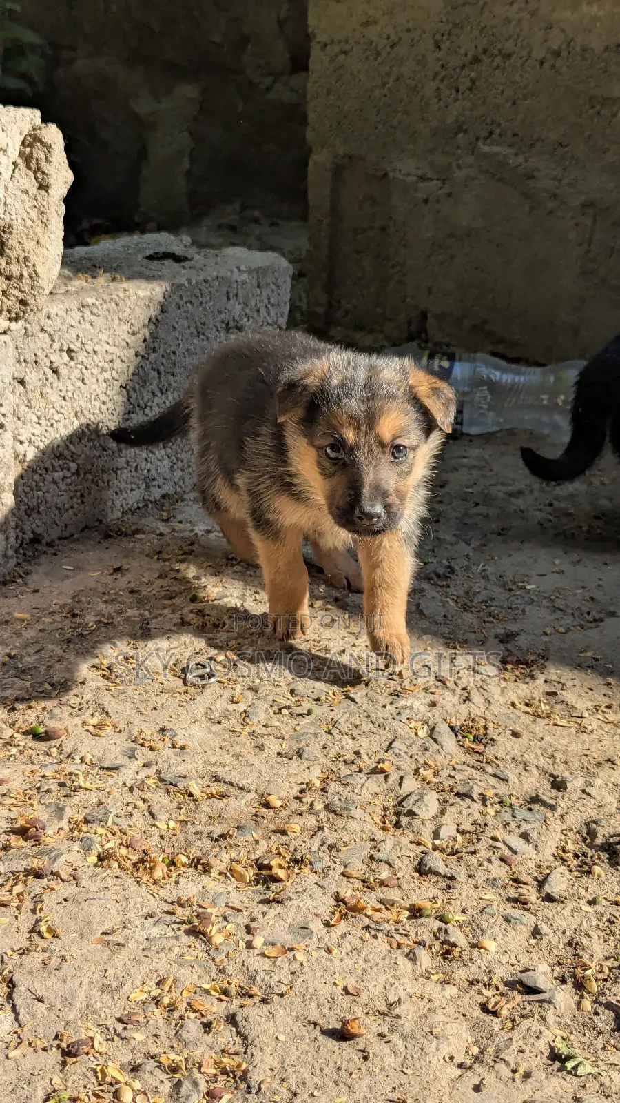 0-1 month Female Purebred German Shepherd