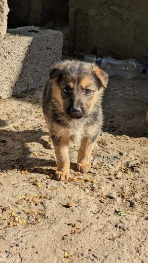 0-1 month Female Purebred German Shepherd