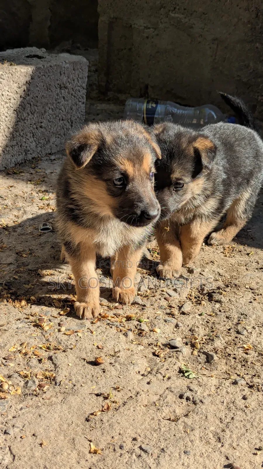 0-1 month Female Purebred German Shepherd