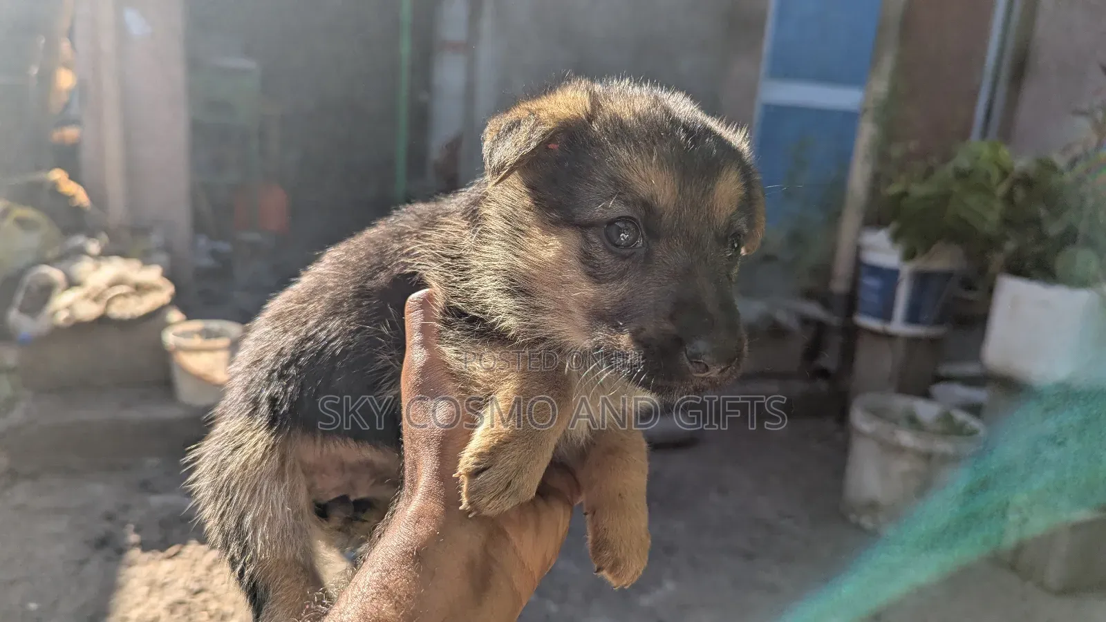 0-1 month Female Purebred German Shepherd