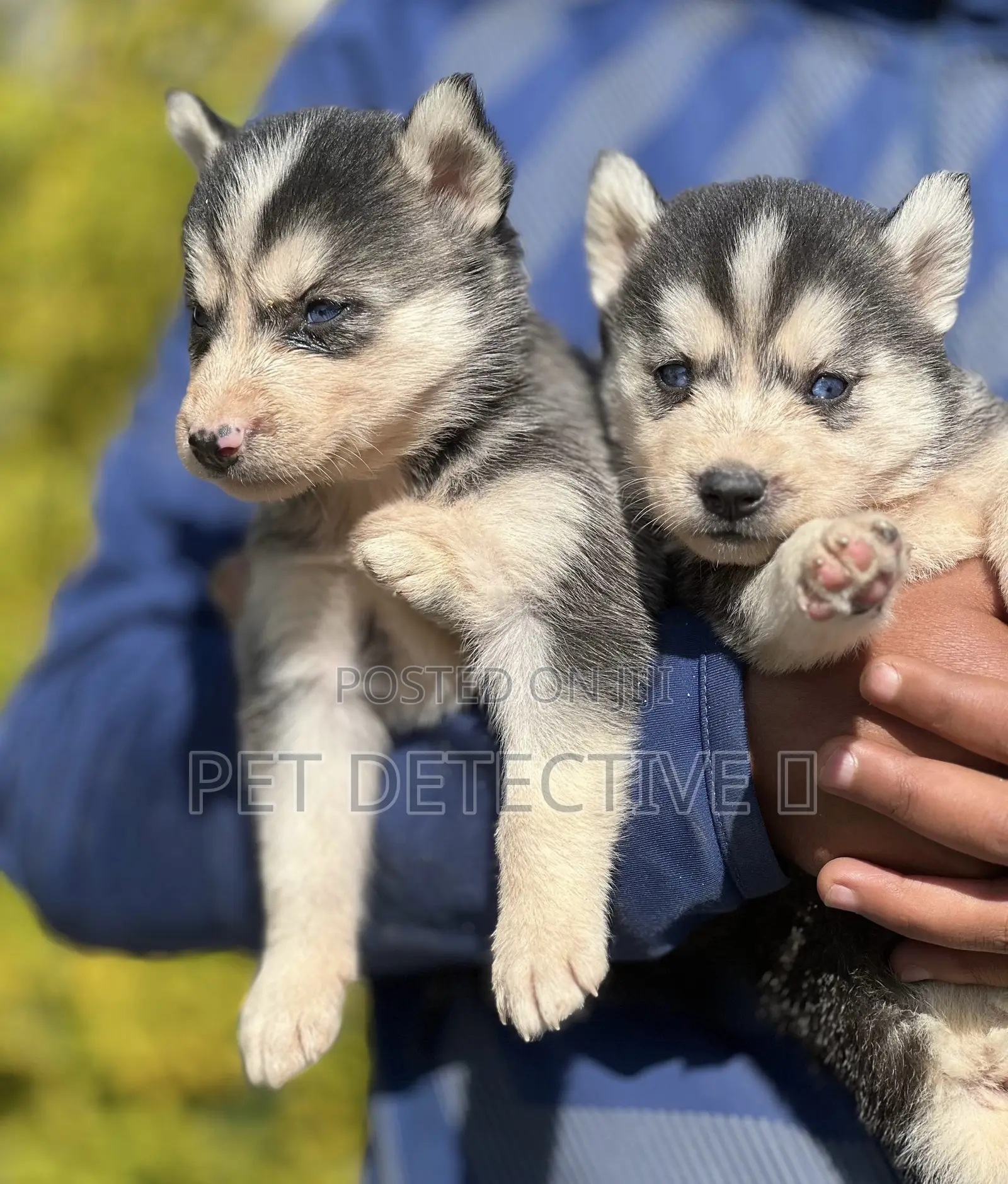 1-3 months Male Purebred Siberian Husky