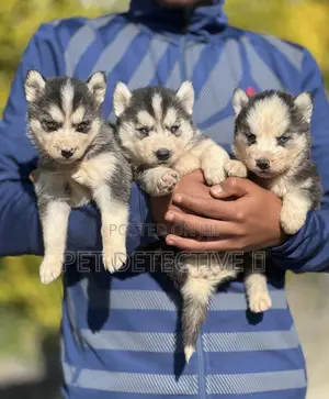 Photo - 1-3 months Male Purebred Siberian Husky