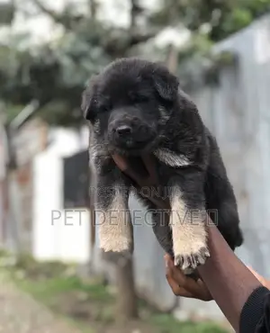 1-3 months Male Purebred German Shepherd