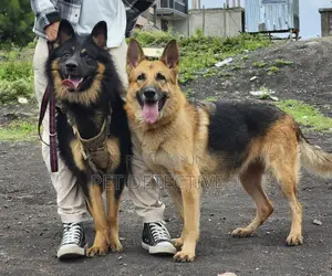 Photo - 1-3 months Male Purebred German Shepherd