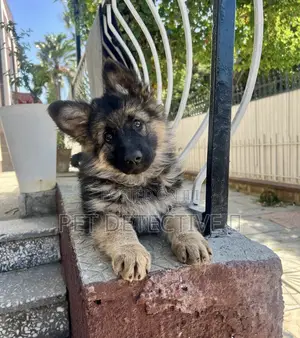 Photo - 1-3 months Male Purebred German Shepherd