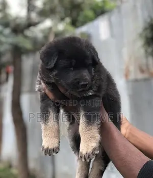 Photo - 1-3 months Male Purebred German Shepherd