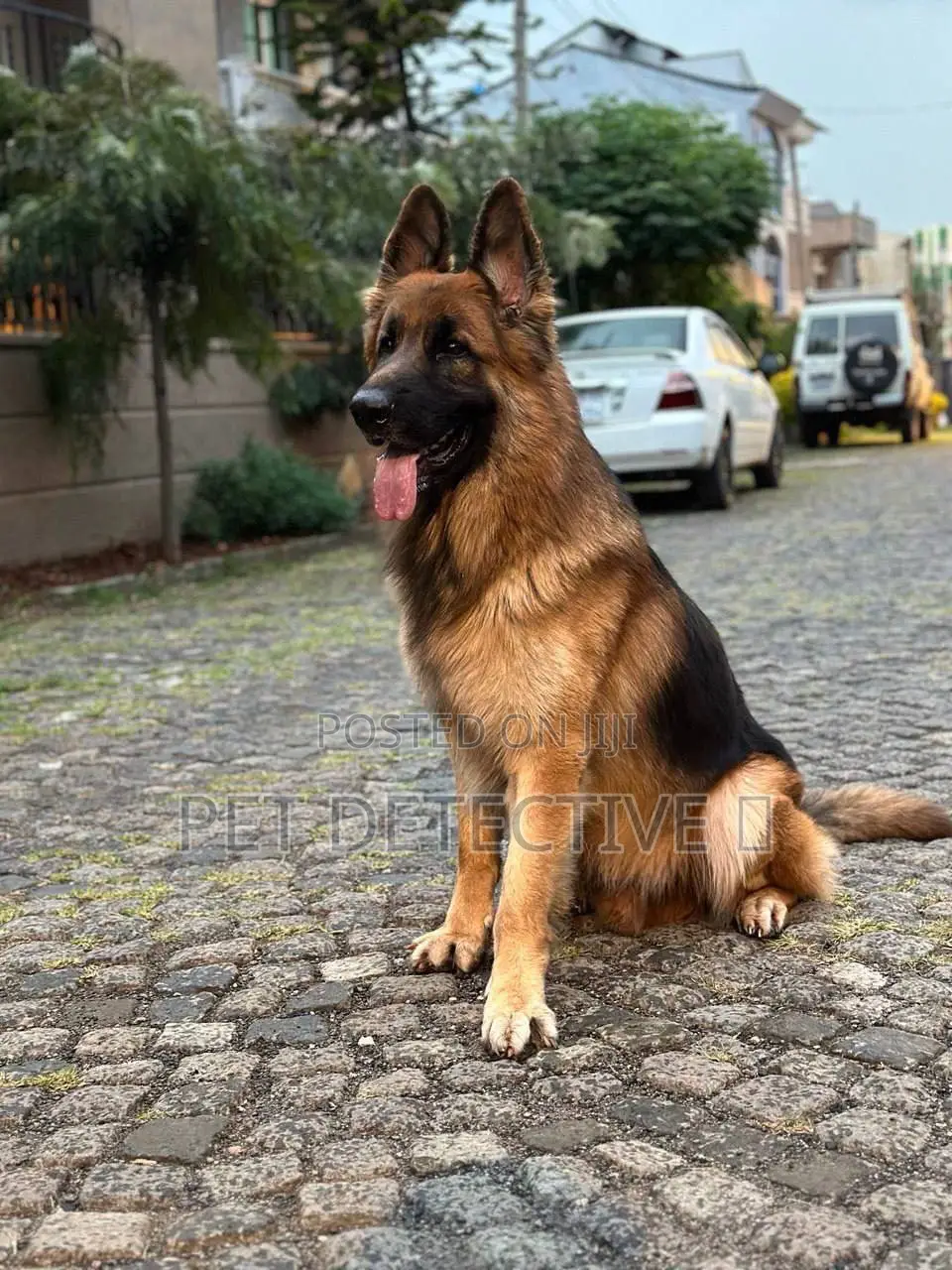 6-12 months Male Purebred German Shepherd
