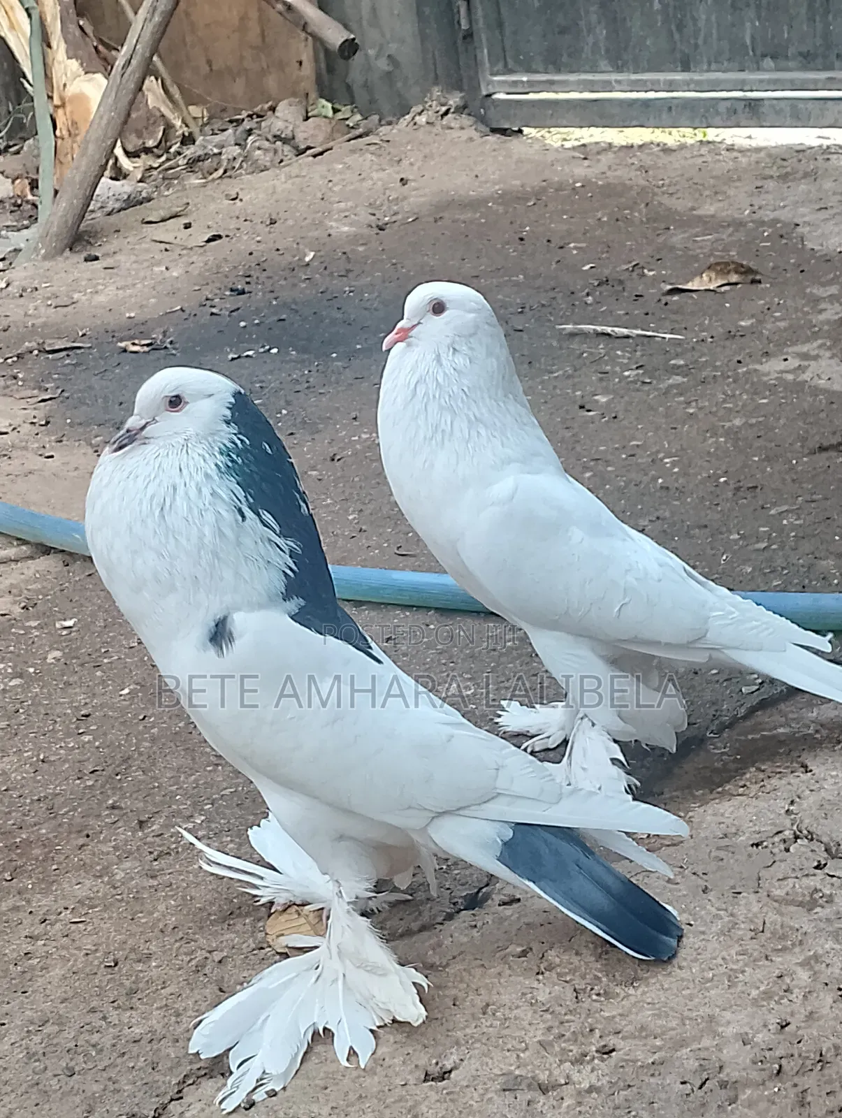 የፈለፈሉ ጥንድ ጃንቦ ሳይዝ ፖሜሪያን ፑተር