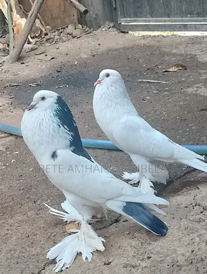 Photo - የፈለፈሉ ጥንድ ጃንቦ ሳይዝ ፖሜሪያን ፑተር