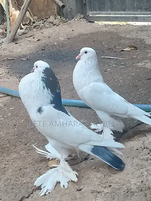 የፈለፈሉ ጥንድ ጃንቦ ሳይዝ ፖሜሪያን ፑተር