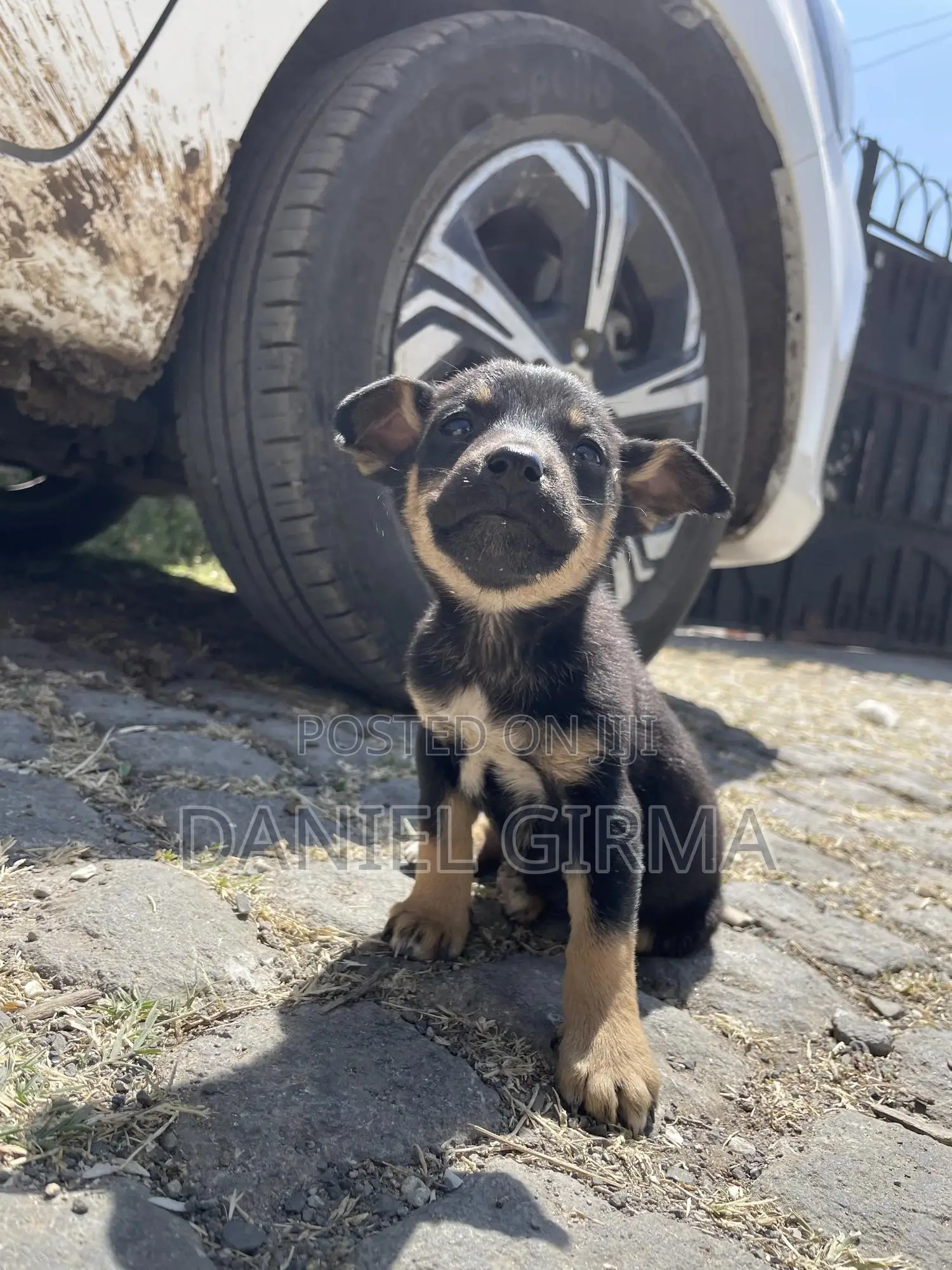 1-3 months Female Purebred German Shepherd