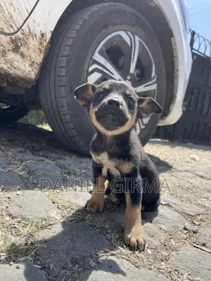 1-3 months Female Purebred German Shepherd