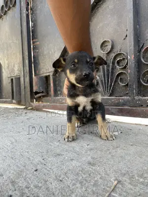 Photo - 1-3 months Female Purebred German Shepherd