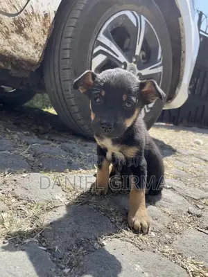 1-3 months Female Purebred German Shepherd
