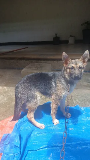 Photo - 3-6 months Female Mixed Breed German Shepherd