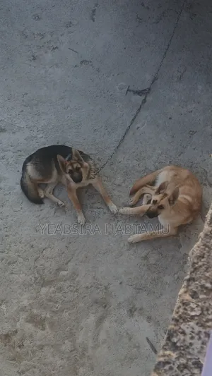 3-6 months Female Mixed Breed German Shepherd