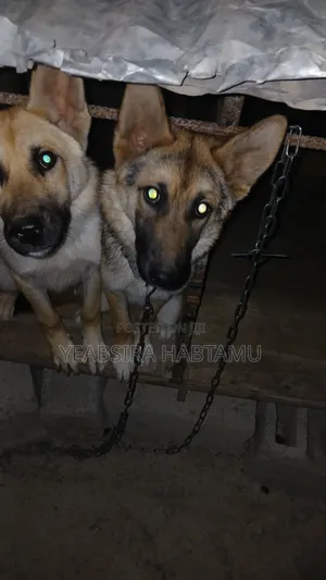 3-6 months Female Mixed Breed German Shepherd