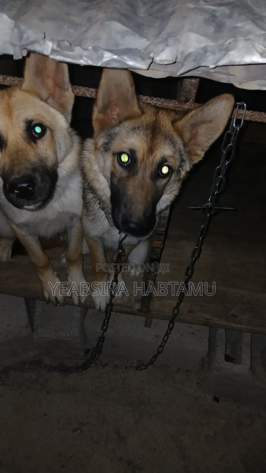 3-6 months Female Mixed Breed German Shepherd