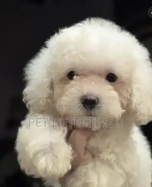 Photo - 1-3 months Male Purebred Poodle