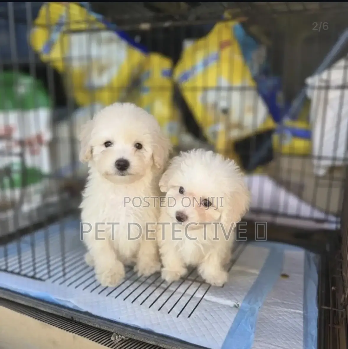 1-3 months Male Purebred Poodle