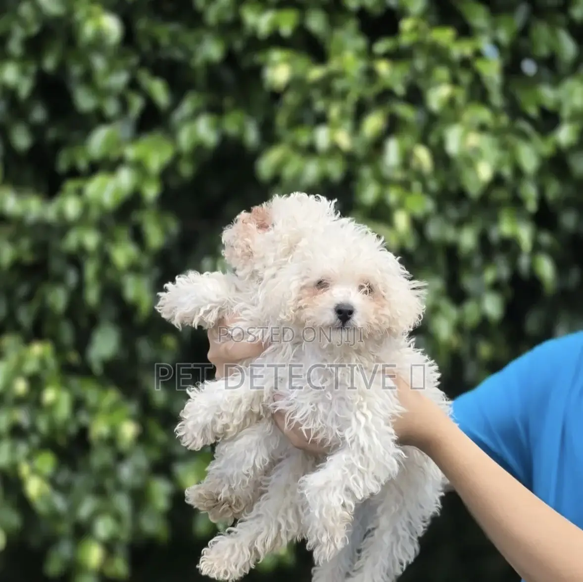 1-3 months Male Purebred Maltese