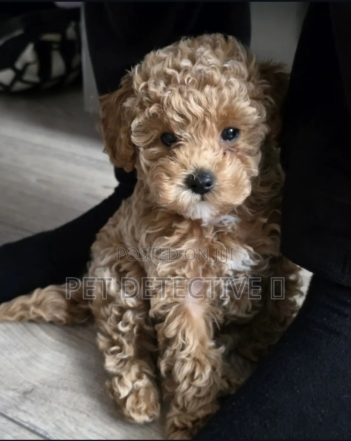 1-3 months Male Purebred Poodle
