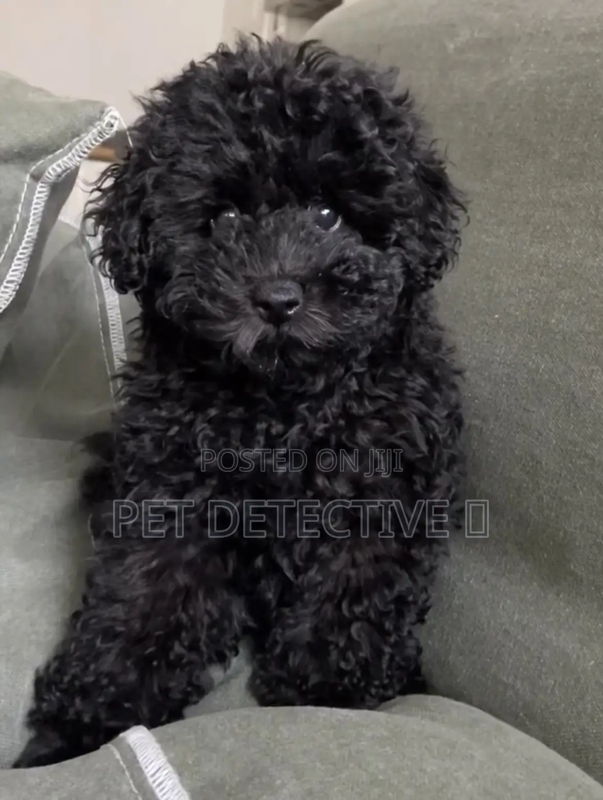 1-3 months Male Purebred Poodle