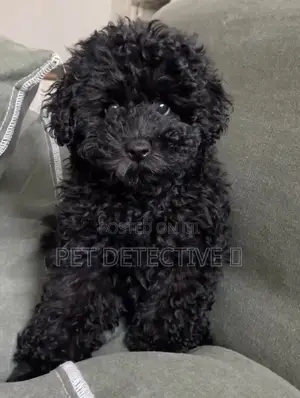 Photo - 1-3 months Male Purebred Poodle
