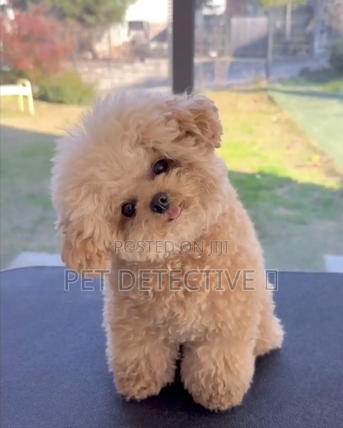 1-3 months Male Purebred Poodle