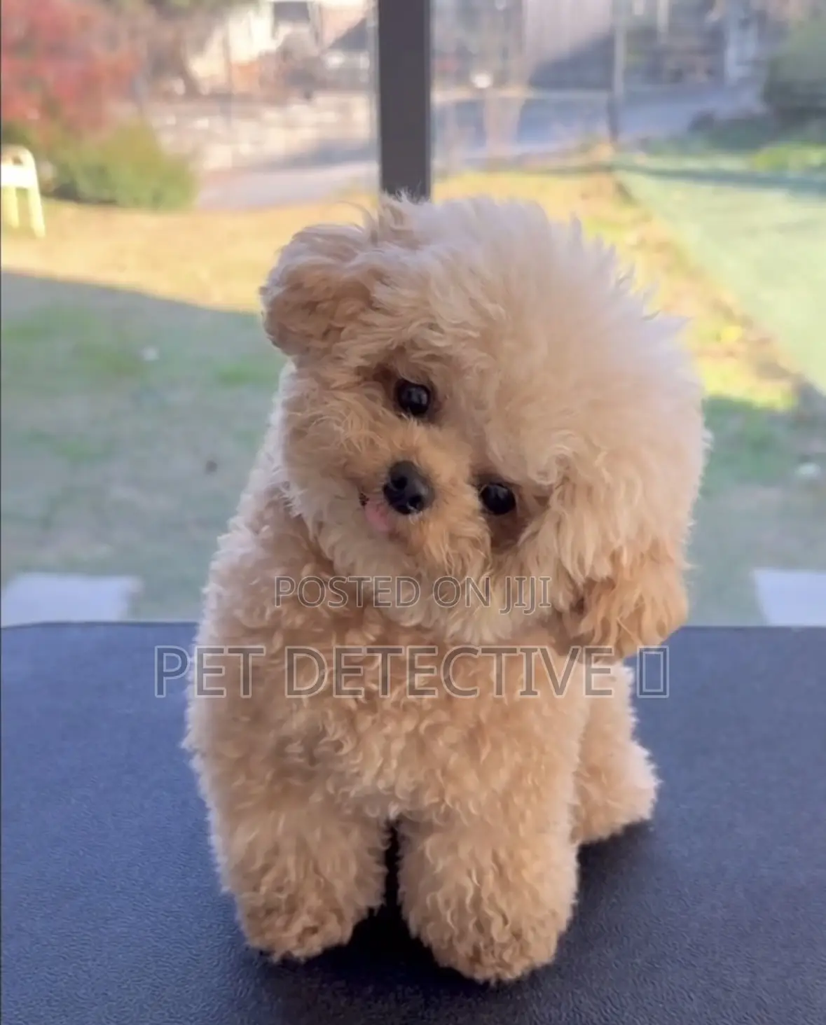 1-3 months Male Purebred Poodle
