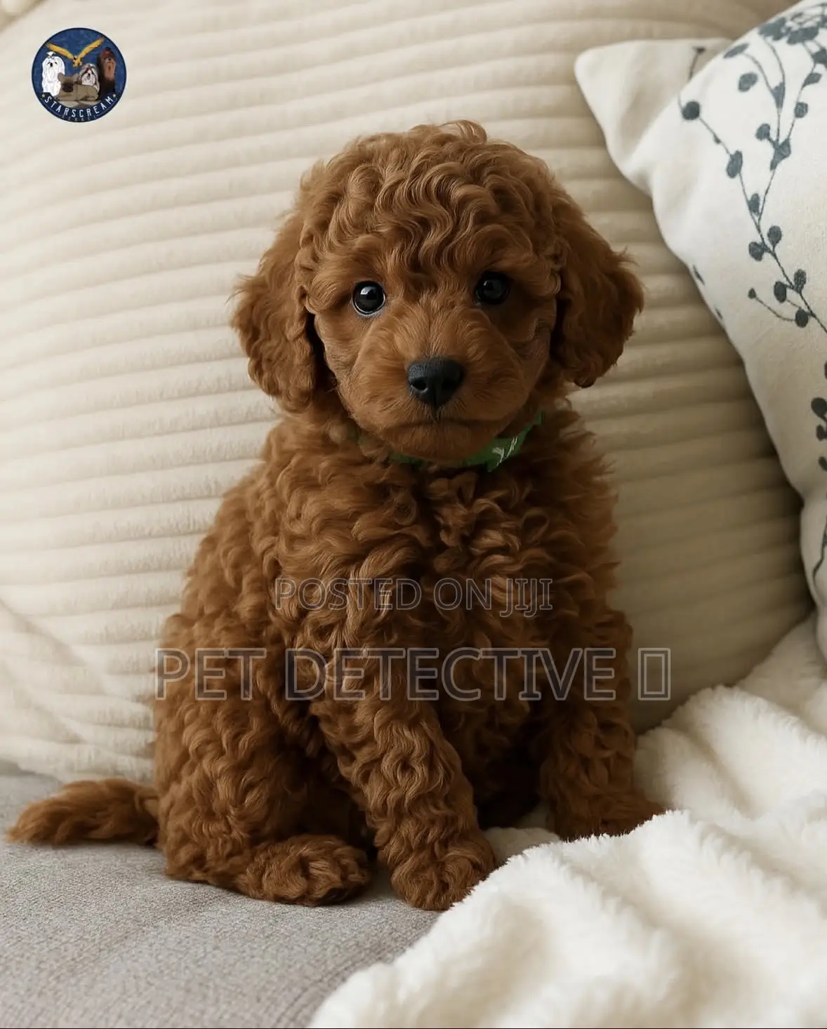 1-3 months Male Purebred Poodle