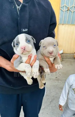 Photo - 1-3 months Male Purebred American Pit Bull Terrier